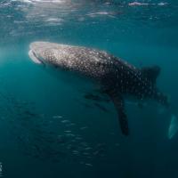 Whale shark (8m)