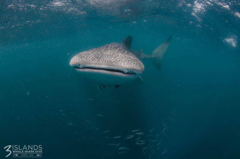 Whale shark