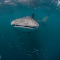 Whale shark