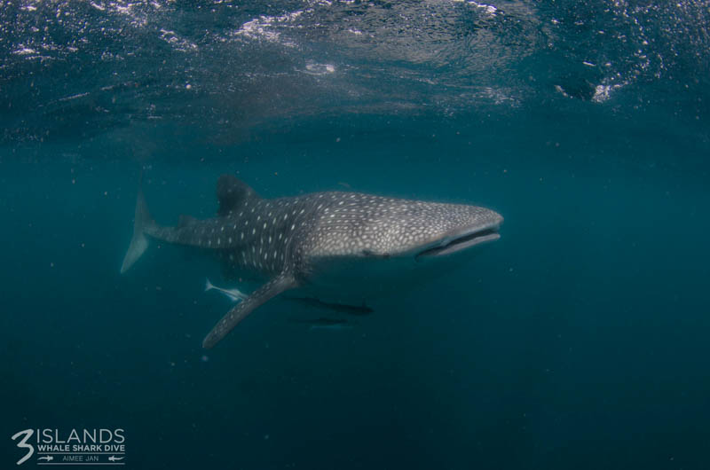 Whale shark