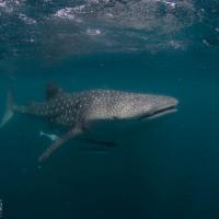 Whale shark