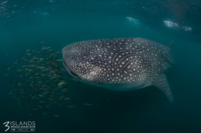 Whale shark