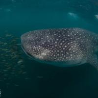 Whale shark