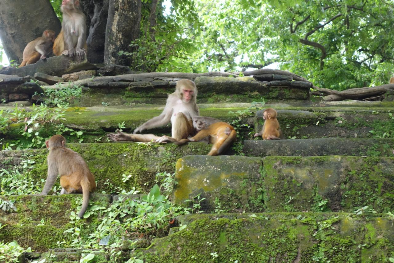 Monkeys at Pashupatinath