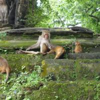 Monkeys at Pashupatinath