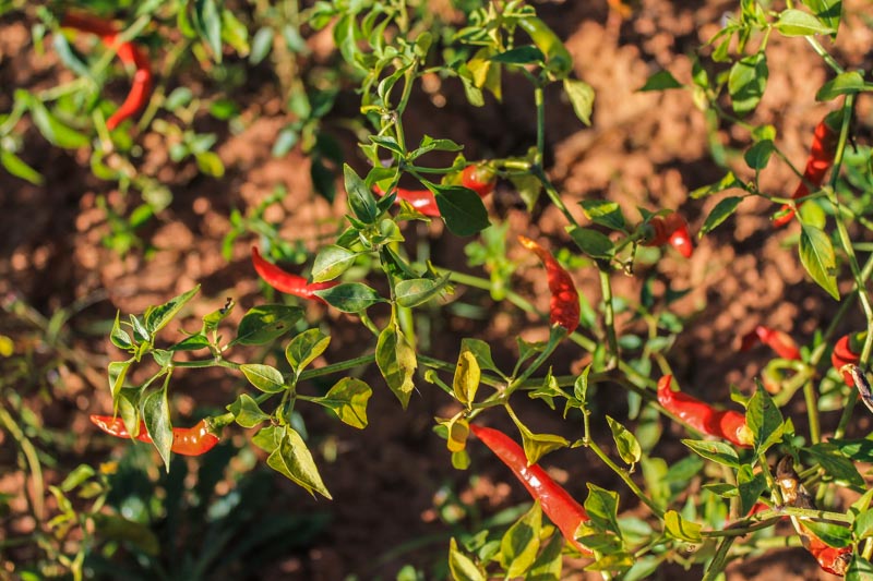 Chili, a main crop in the region