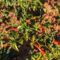 Chili, a main crop in the region