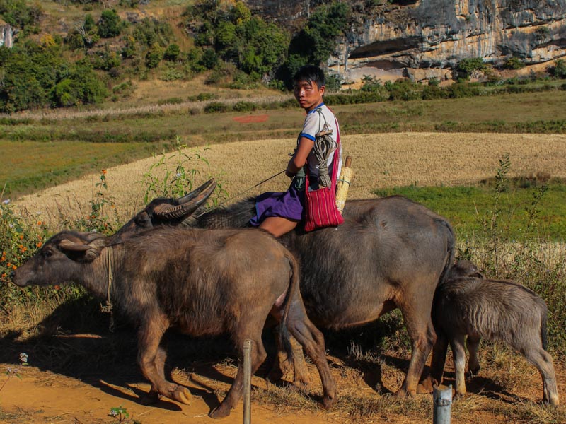 Local farmers