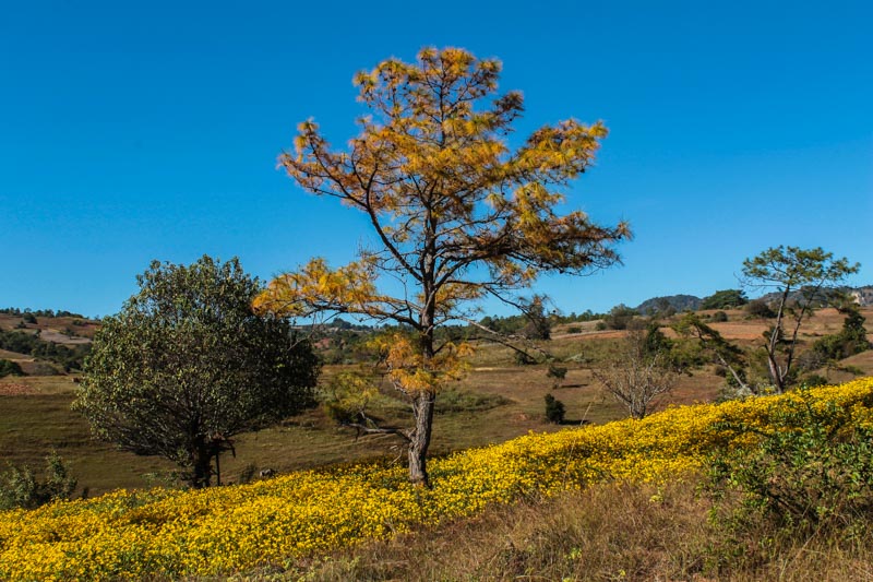 Kalaw countryside