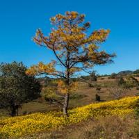 Kalaw countryside