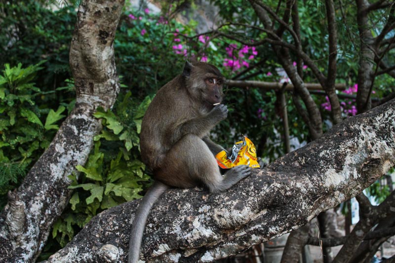 Happy monkey outside Yathaypyan cave