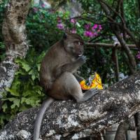 Happy monkey outside Yathaypyan cave