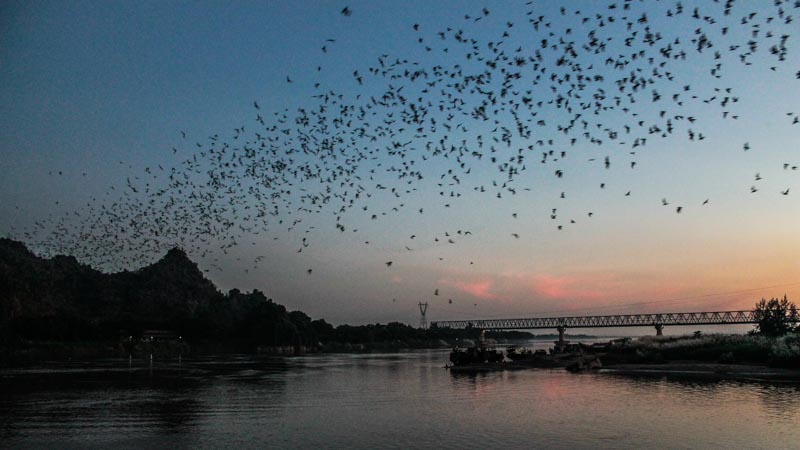 Bats flight in the Hpa an sky