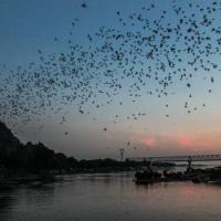 Bats flight in the Hpa an sky