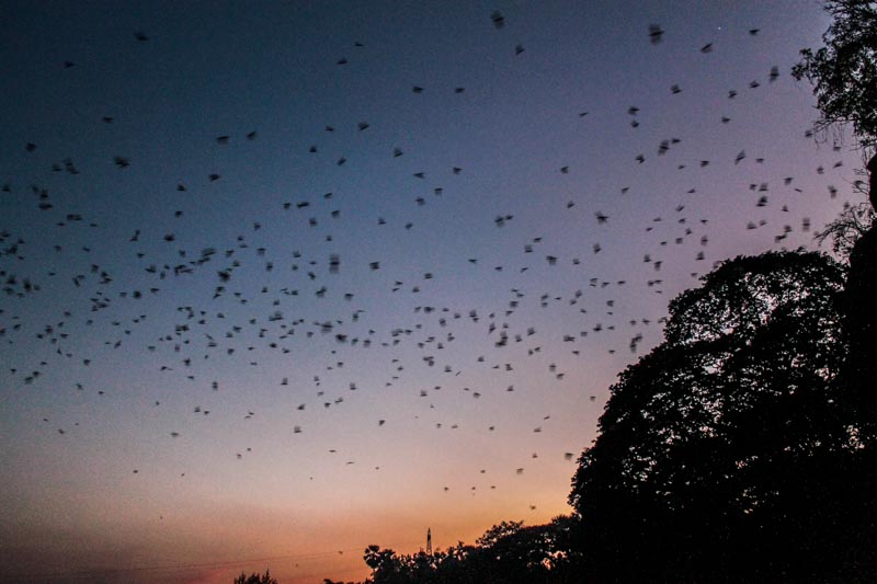 Bats flight in the Hpa an sky