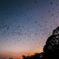 Bats flight in the Hpa an sky