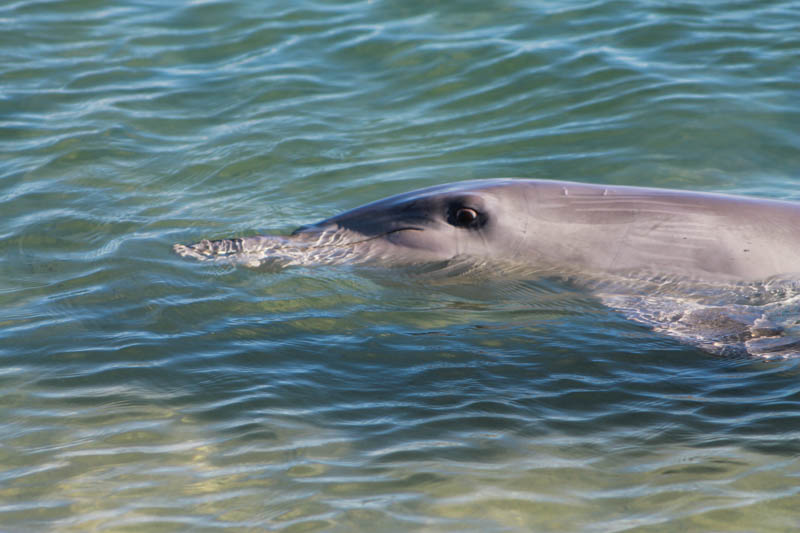 Dolphins in Monkey Mia