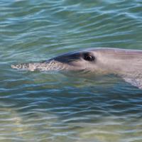 Dolphins in Monkey Mia