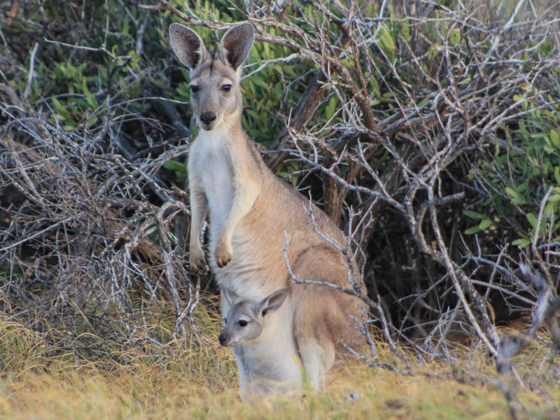 Wallaby with baby