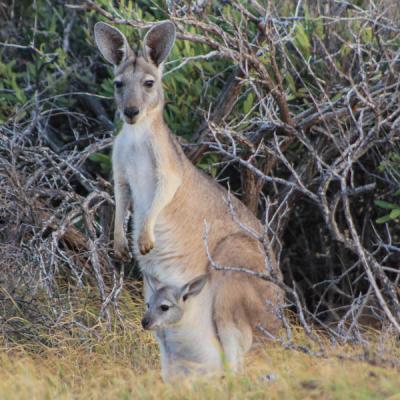 Wallaby with baby