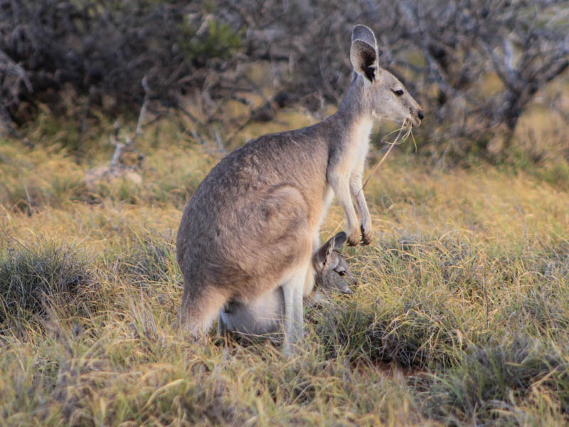 Wallaby with baby