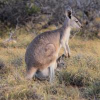 Wallaby with baby