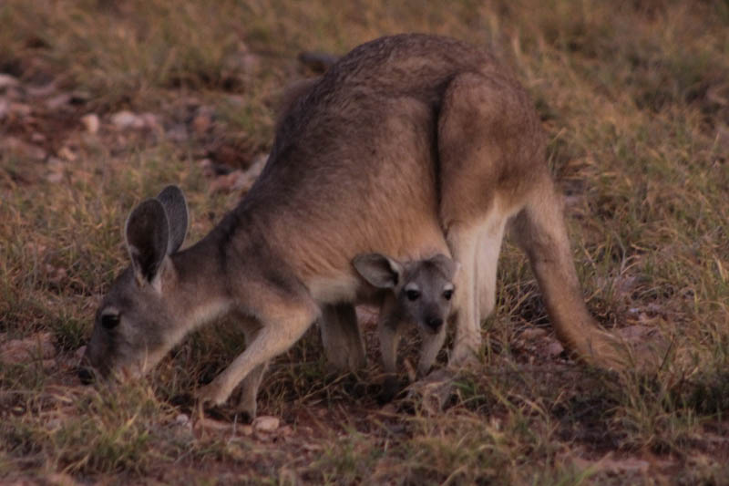 Wallaby with baby