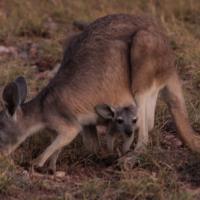 Wallaby with baby