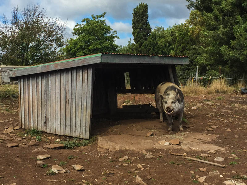 The famous Holm oaks´s pig