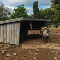 The famous Holm oaks´s pig