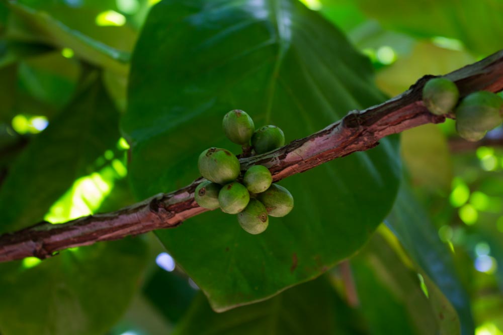 Coffee beans (Arabica)