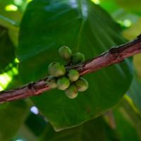 Coffee beans (Arabica)