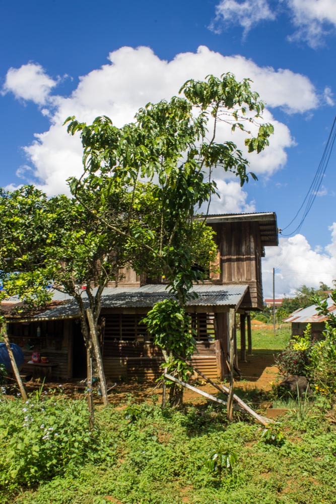 Robusta tree near Paksong