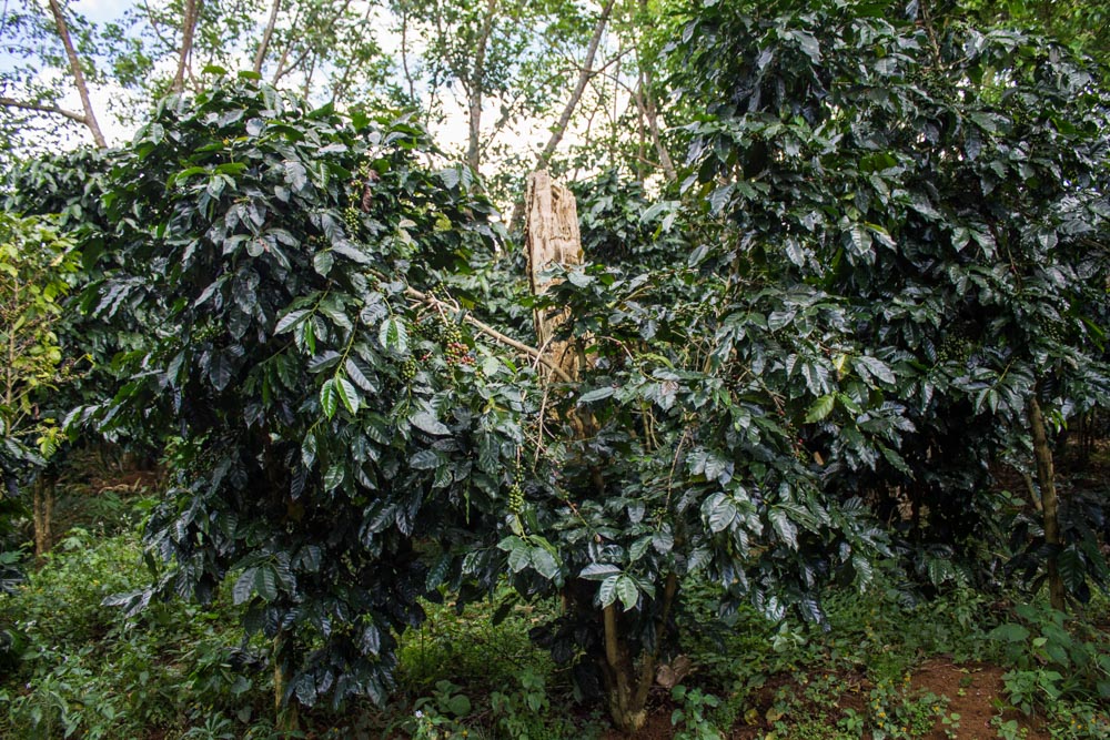 Arabica tree near Paksong