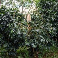 Arabica tree near Paksong