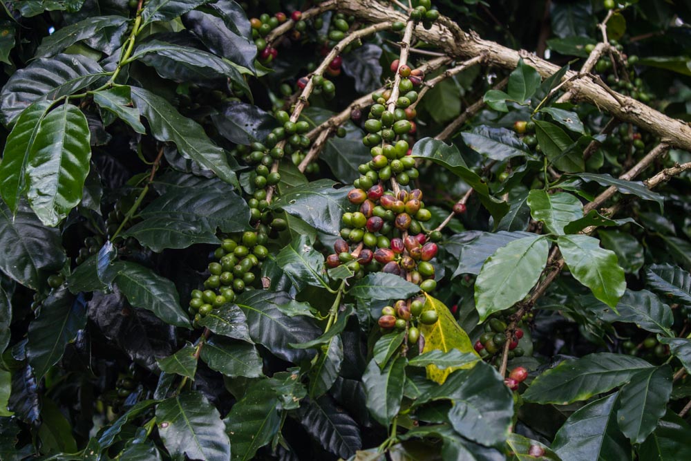 Coffee beans (Arabica)