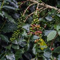 Coffee beans (Arabica)