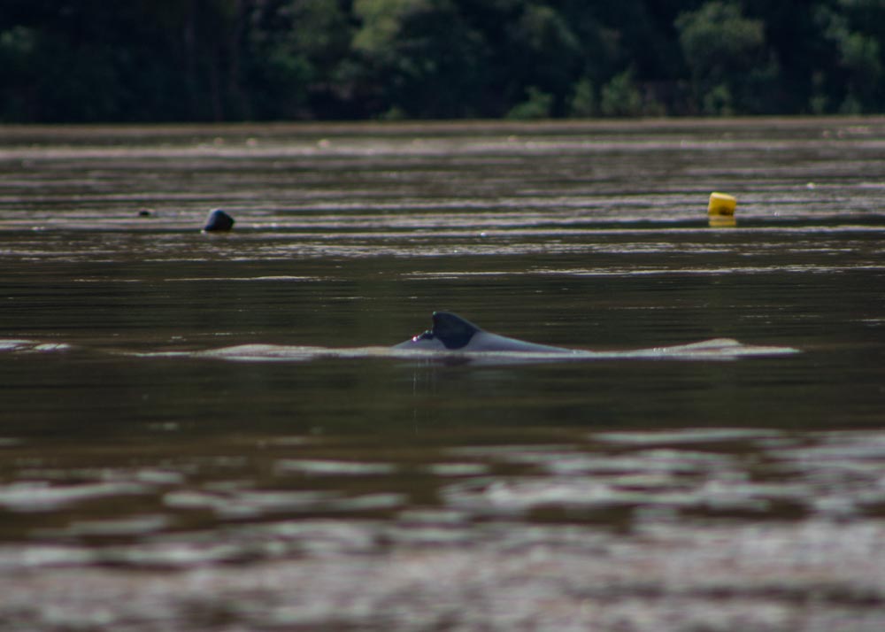 Irrawaddy dolphins