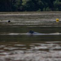 Irrawaddy dolphins